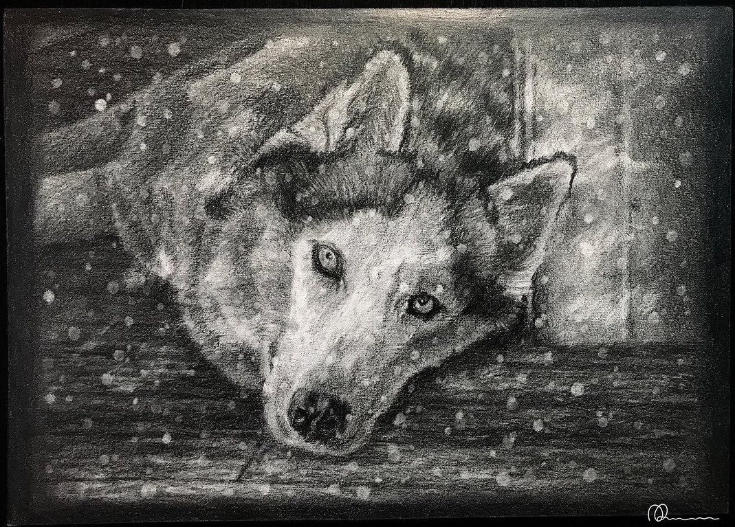 A graphite pencil drawing of a relaxed husky dog.