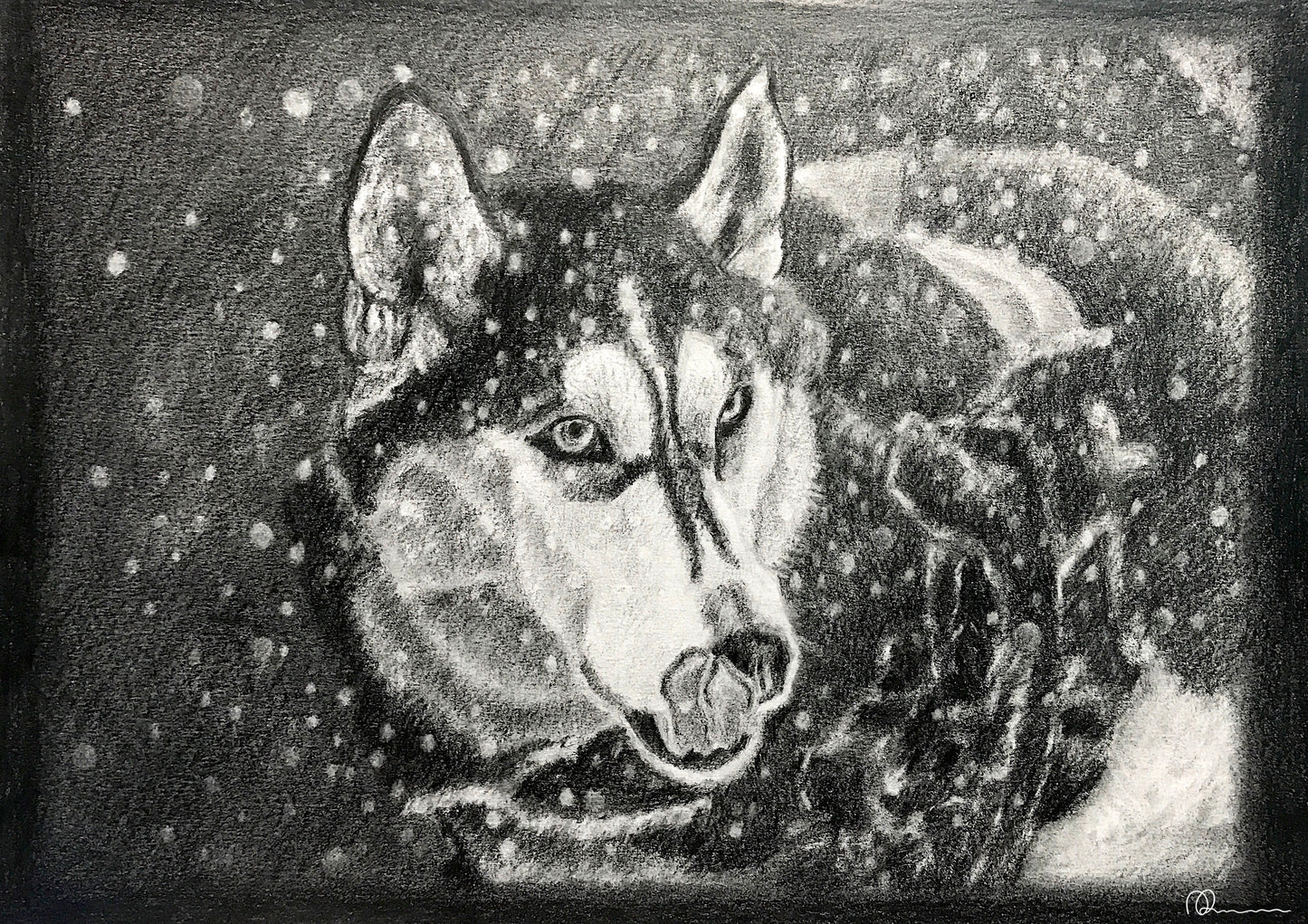Husky Dog